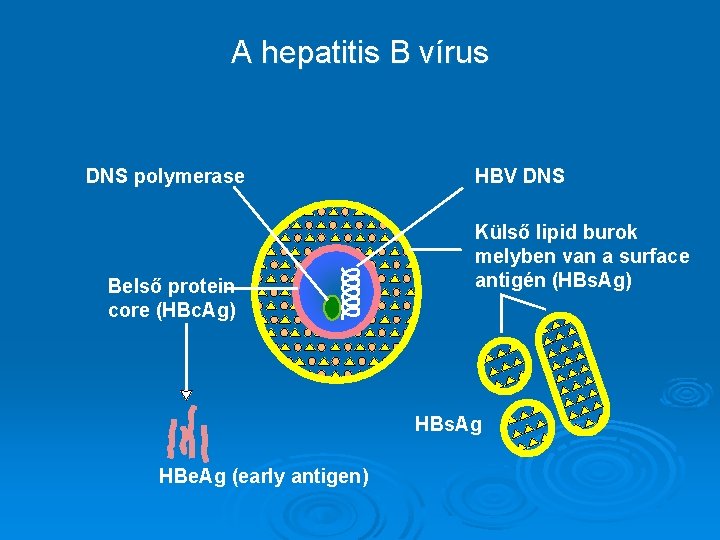 A hepatitis B vírus DNS polymerase Belső protein core (HBc. Ag) HBV DNS Külső