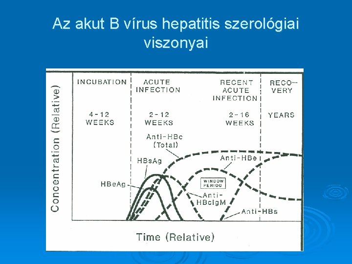 Az akut B vírus hepatitis szerológiai viszonyai 