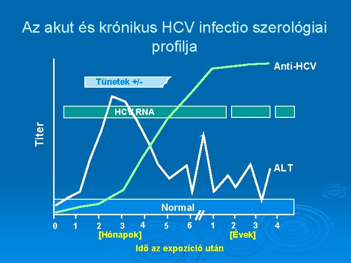 Az akut és krónikus HCV infectio szerológiai profilja Anti-HCV Tünetek +/- Titer HCV RNA