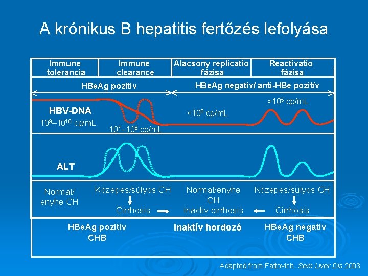 A krónikus B hepatitis fertőzés lefolyása Immune tolerancia Immune clearance HBe. Ag pozitív <