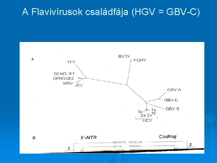 A Flavivírusok családfája (HGV = GBV-C) 
