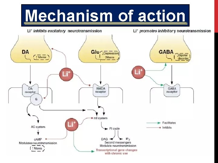 Mechanism of action 