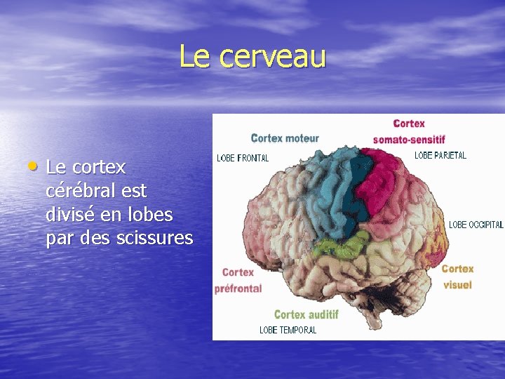 Le cerveau • Le cortex cérébral est divisé en lobes par des scissures 