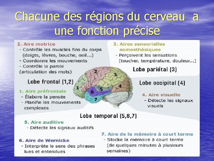 Chacune des régions du cerveau a une fonction précise 