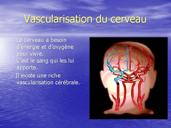 Vascularisation du cerveau Le cerveau a besoin d’énergie et d’oxygène pour vivre. C’est le