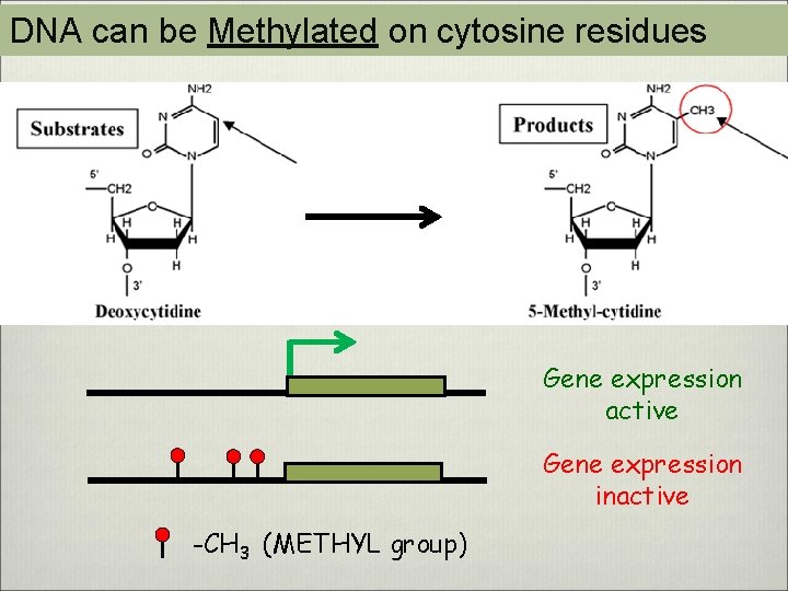 DNA can be Methylated on cytosine residues Gene expression active Gene expression inactive -CH
