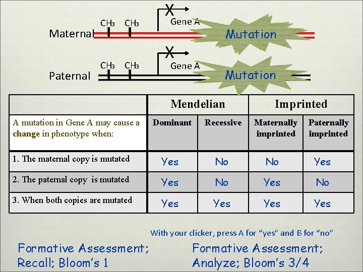 Maternal Paternal CH 3 XGene A X Gene A Mutation Mendelian A mutation in