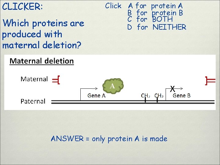 CLICKER: Which proteins are produced with maternal deletion? Click A for B for C