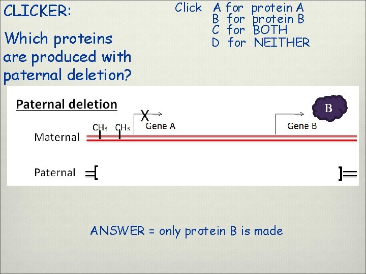 CLICKER: Which proteins are produced with paternal deletion? Click A for B for C