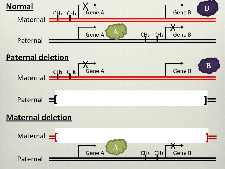 Normal Maternal CH 3 Gene A Paternal deletion Maternal Paternal XGene A CH 3