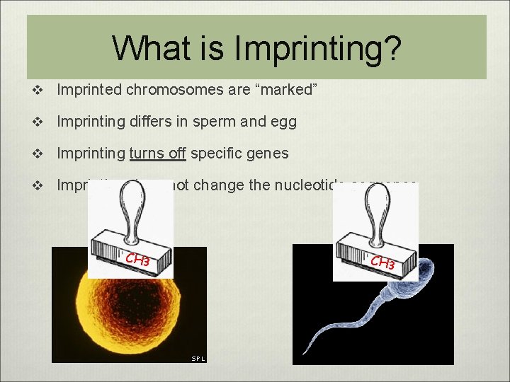 What is Imprinting? v Imprinted chromosomes are “marked” v Imprinting differs in sperm and