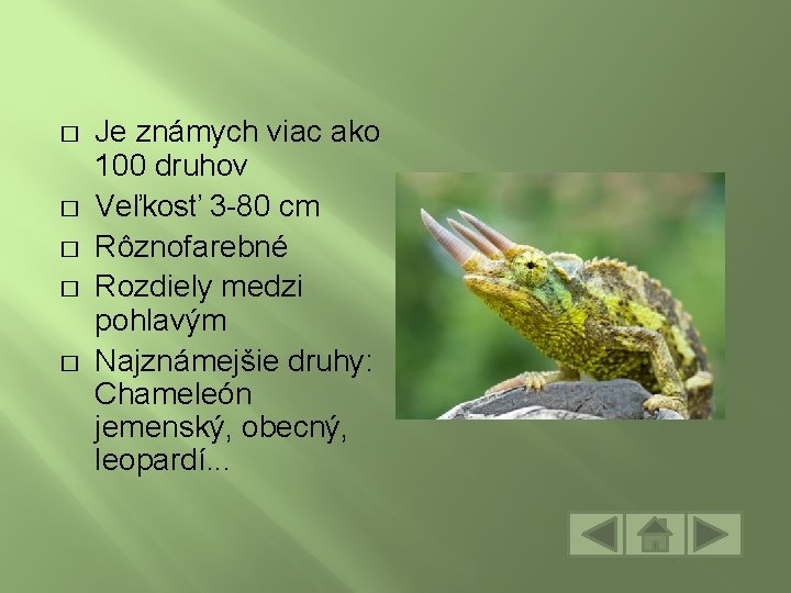 � � � Je známych viac ako 100 druhov Veľkosť 3 -80 cm Rôznofarebné