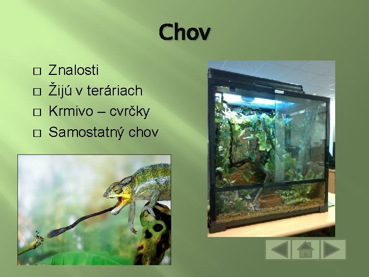 Chov � � Znalosti Žijú v teráriach Krmivo – cvrčky Samostatný chov 