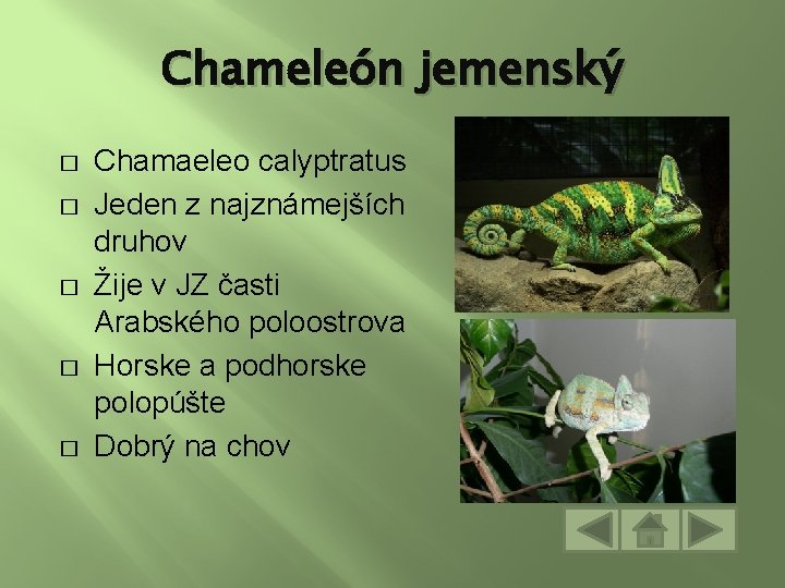 Chameleón jemenský � � � Chamaeleo calyptratus Jeden z najznámejších druhov Žije v JZ