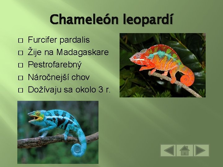 Chameleón leopardí � � � Furcifer pardalis Žije na Madagaskare Pestrofarebný Náročnejší chov Dožívaju