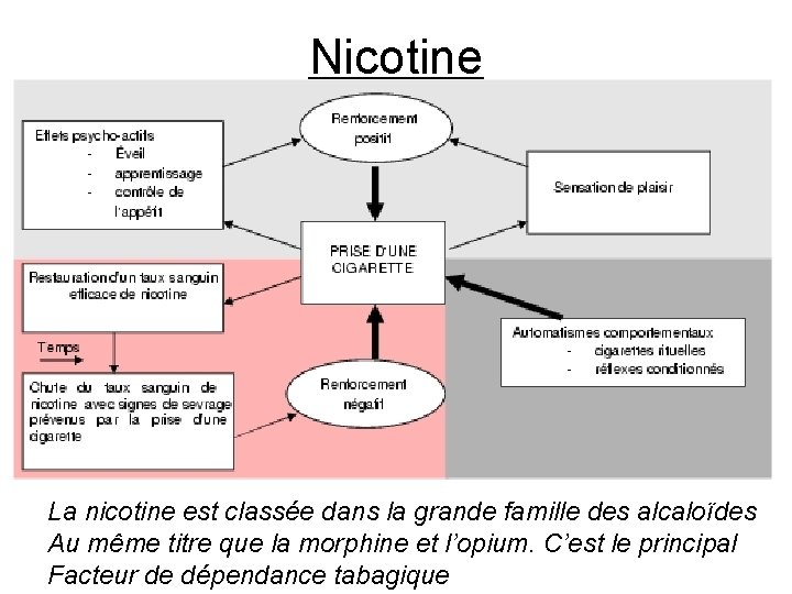 Nicotine La nicotine est classée dans la grande famille des alcaloïdes Au même titre