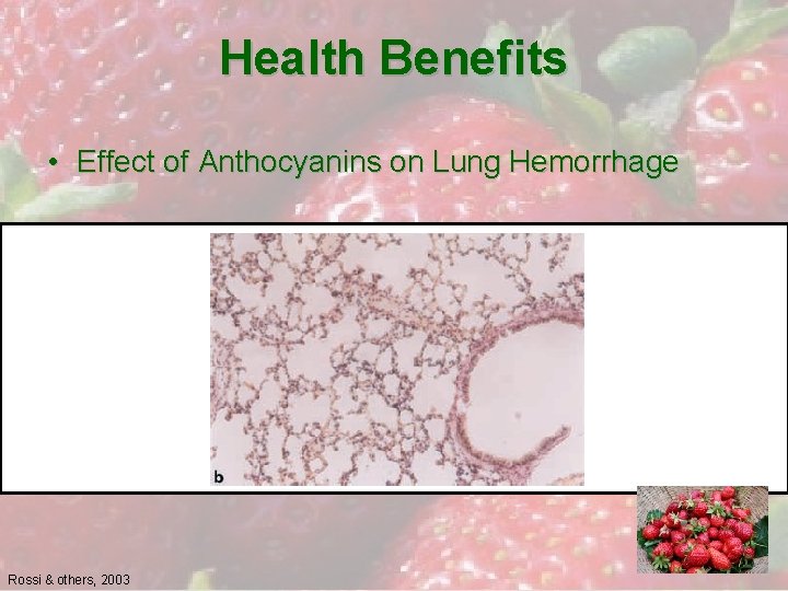 Health Benefits • Effect of Anthocyanins on Lung Hemorrhage Rossi & others, 2003 
