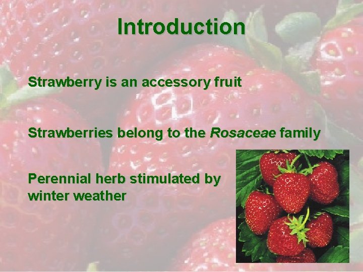 Introduction Strawberry is an accessory fruit Strawberries belong to the Rosaceae family Perennial herb