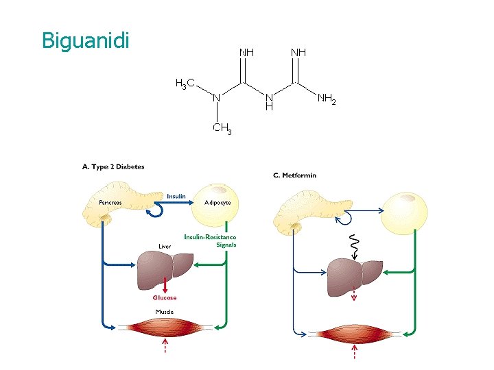 Biguanidi 