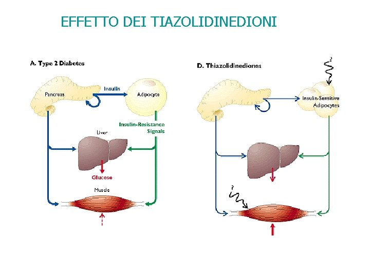 EFFETTO DEI TIAZOLIDINEDIONI 