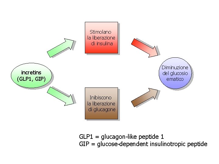 Stimolano la liberazione di insulina Diminuzione del glucosio ematico incretins (GLP 1, GIP) Inibiscono