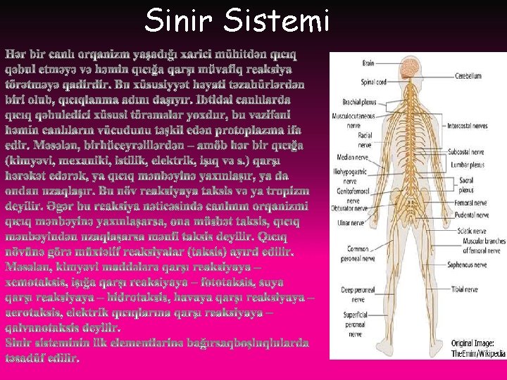 Sinir Sistemi 