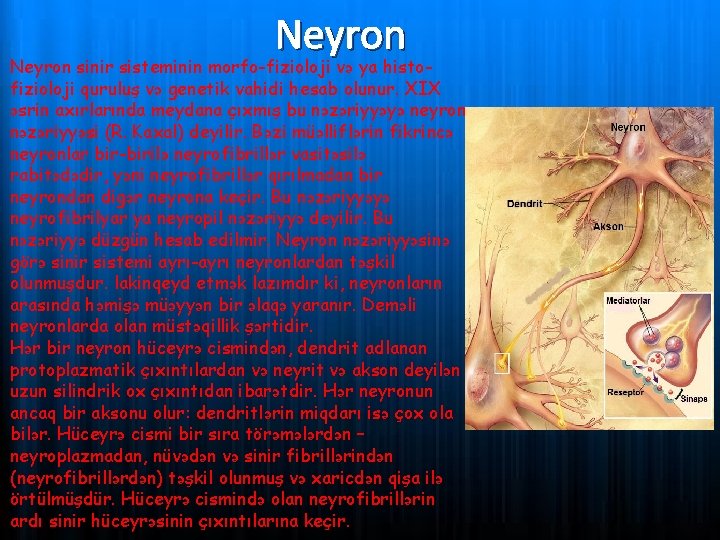 Neyron sinir sisteminin morfo-fizioloji və ya histofizioloji quruluş və genetik vahidi hesab olunur. XIX