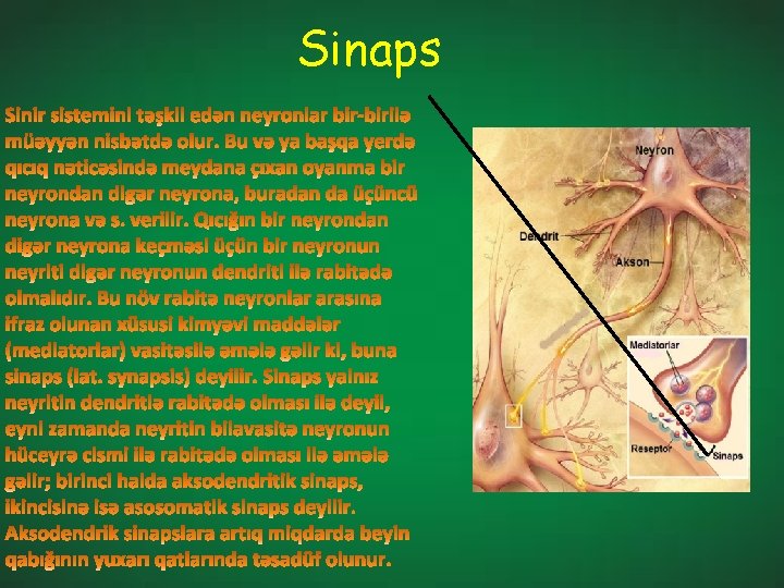 Sinaps 