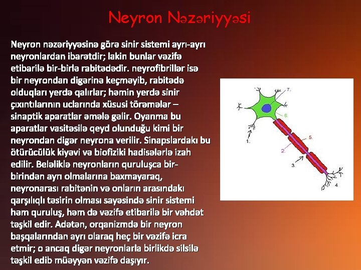 Neyron Nəzəriyyəsi Neyron nəzəriyyəsinə görə sinir sistemi ayrı-ayrı neyronlardan ibarətdir; lakin bunlar vəzifə etibarilə