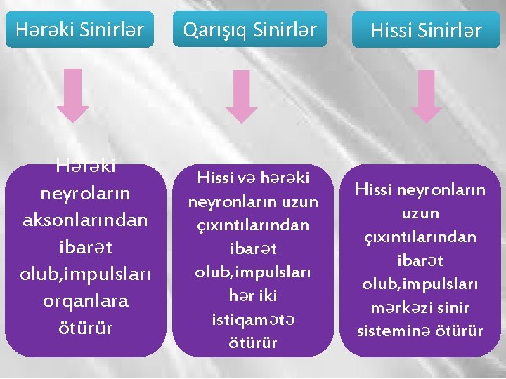 Hərəki Sinirlər Hərəki neyroların aksonlarından ibarət olub, impulsları orqanlara ötürür Qarışıq Sinirlər Hissi və