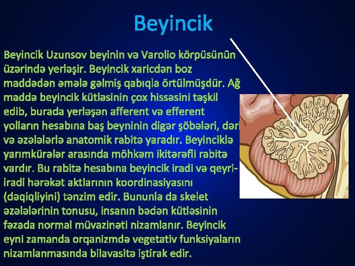 Beyincik Uzunsov beyinin və Varolio körpüsünün üzərində yerləşir. Beyincik xaricdən boz maddədən əmələ gəlmiş