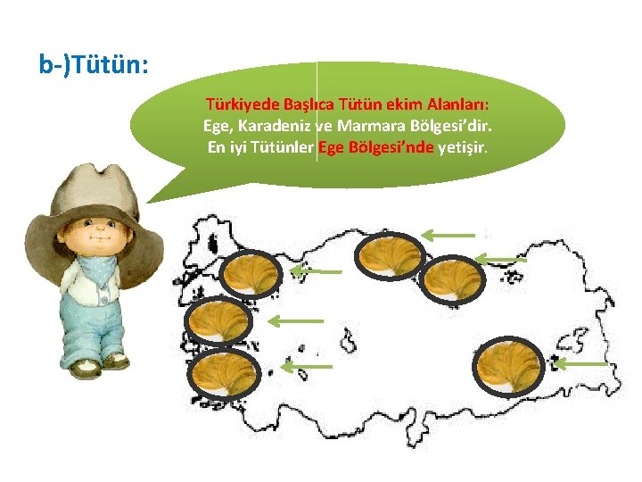 b-)Tütün: Türkiyede Başlıca Tütün ekim Alanları: Ege, Karadeniz ve Marmara Bölgesi’dir. En iyi Tütünler