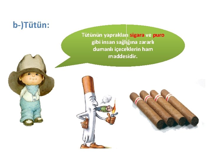 b-)Tütün: Tütünün yaprakları sigara ve puro gibi insan sağlığına zararlı dumanlı içeceklerin ham maddesidir.