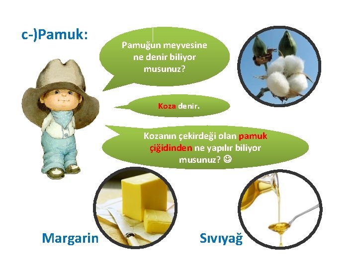 c-)Pamuk: Pamuğun meyvesine ne denir biliyor musunuz? Koza denir. Kozanın çekirdeği olan pamuk çiğidinden