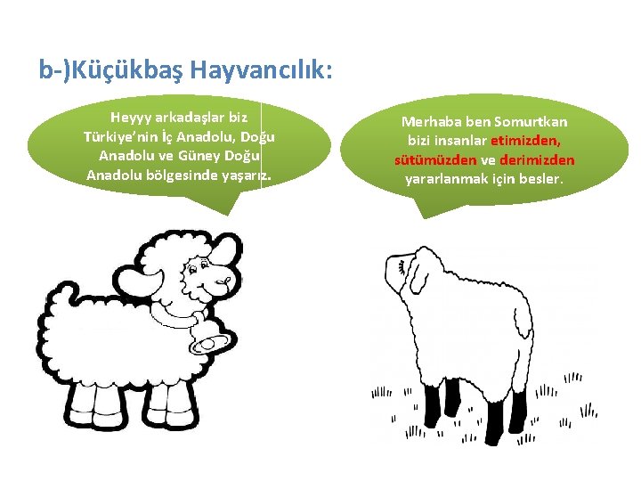 b-)Küçükbaş Hayvancılık: Heyyy arkadaşlar biz Türkiye’nin İç Anadolu, Doğu Anadolu ve Güney Doğu Anadolu