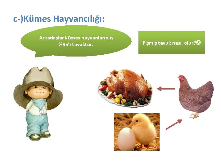 c-)Kümes Hayvancılığı: Arkadaşlar kümes hayvanlarının %95’i tavuktur. Pişmiş tavuk nasıl olur? 