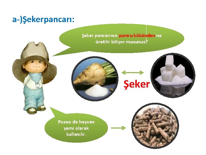 a-)Şekerpancarı: Şeker pancarının yumru kökünden ne üretilir biliyor musunuz? Şeker Posası da hayvan yemi