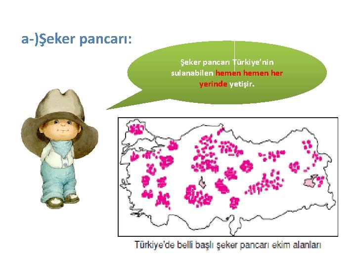 a-)Şeker pancarı: Şeker pancarı Türkiye’nin sulanabilen hemen her yerinde yetişir. 