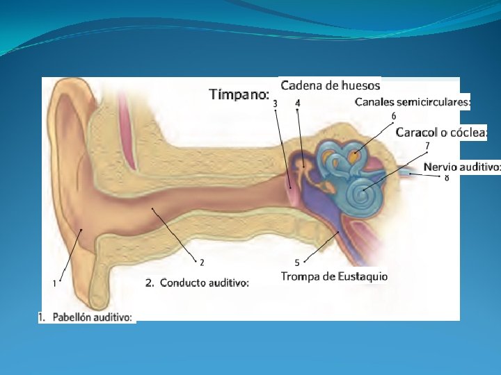 PARTES DEL OIDO 