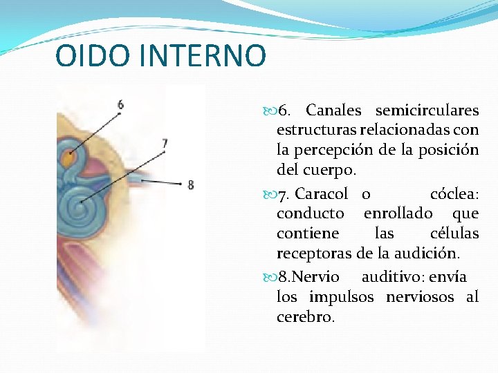 OIDO INTERNO 6. Canales semicirculares estructuras relacionadas con la percepción de la posición del