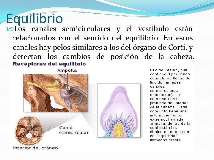 Equilibrio Los canales semicirculares y el vestíbulo están relacionados con el sentido del equilibrio.