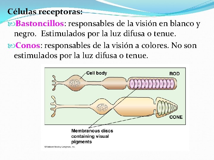 Células receptoras: Bastoncillos: responsables de la visión en blanco y negro. Estimulados por la