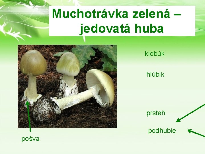 Muchotrávka zelená – jedovatá huba klobúk hlúbik prsteň podhubie pošva 