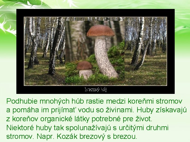 Podhubie mnohých húb rastie medzi koreňmi stromov a pomáha im prijímať vodu so živinami. Podhubie mnohých húb rastie medzi koreňmi stromov a pomáha im prijímať vodu so živinami.