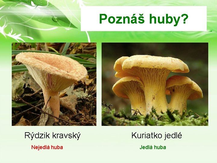 Poznáš huby? Rýdzik kravský Nejedlá huba Kuriatko jedlé Jedlá huba Poznáš huby? Rýdzik kravský Nejedlá huba Kuriatko jedlé Jedlá huba