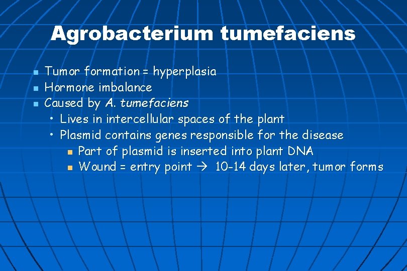 Agrobacterium tumefaciens n n n Tumor formation = hyperplasia Hormone imbalance Caused by A.