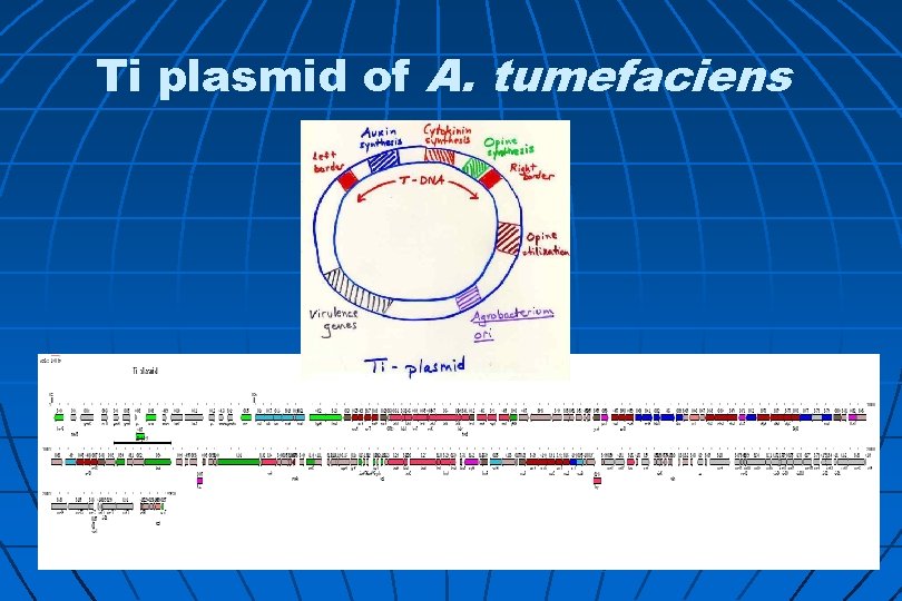 Ti plasmid of A. tumefaciens 