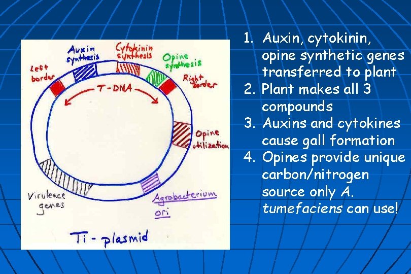 1. Auxin, cytokinin, opine synthetic genes transferred to plant 2. Plant makes all 3