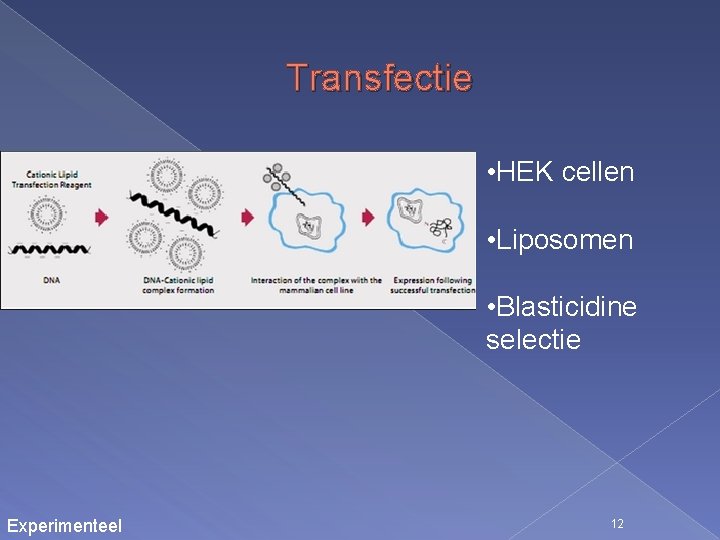 Transfectie • HEK cellen • Liposomen • Blasticidine selectie Experimenteel 12 