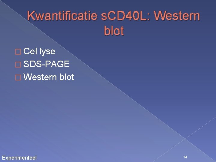 Kwantificatie s. CD 40 L: Western blot � Cel lyse � SDS-PAGE � Western